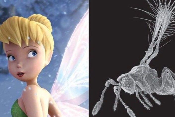 Alven Tingeling har gitt namn til den bitte lille parasittvepsen Tinkerbella nana. (Foto: The Walt Disney Company Nordic/John T. Huber/montasje NRK) Alven Tingeling har gitt namn til den bitte lille parasittvepsen Tinkerbella nana. (Foto: The Walt Disney Company Nordic/John T. Huber/montasje NRK)