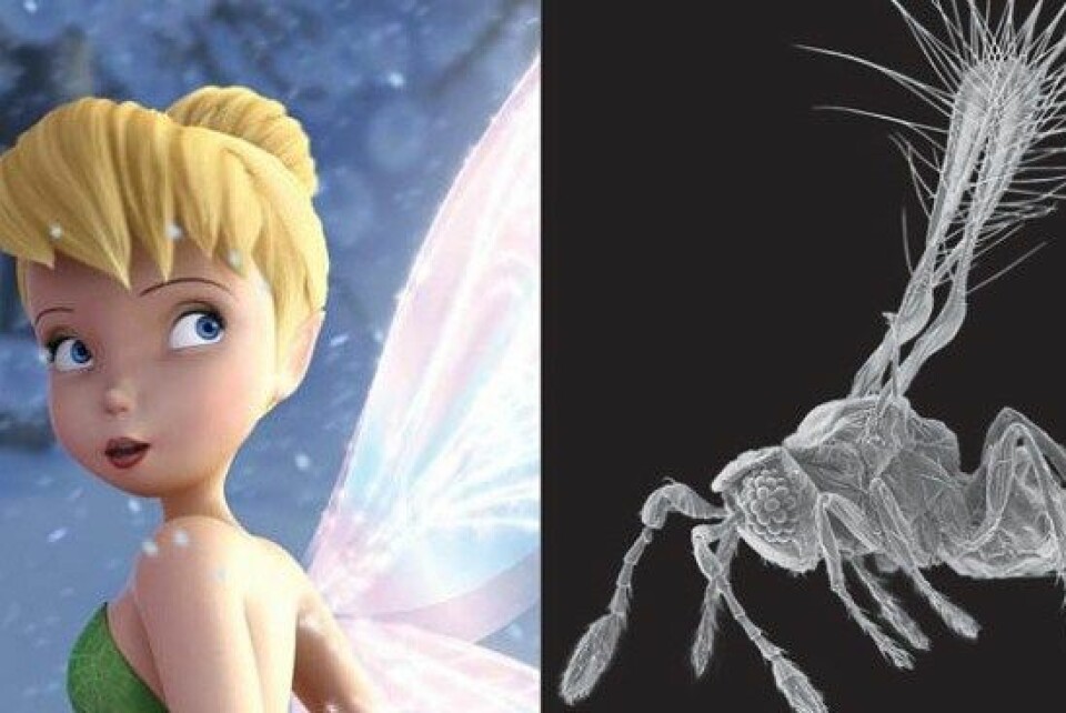 Alven Tingeling har gitt namn til den bitte lille parasittvepsen Tinkerbella nana. (Foto: The Walt Disney Company Nordic/John T. Huber/montasje NRK)