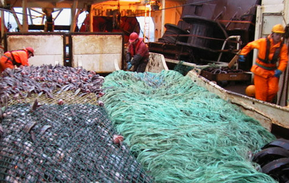 Norsk tråler som fisker blåkveite ved Grønland. Trålposene er kommet på dekk. Det er ikke mulig å ha jevnlige forskningstokt i fjerne farvann, men forskerne har samarbeidet med dem som fisker blåkveite. (Foto: Møreforskning)