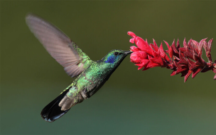 Kolibrier har endret på genetikken i sine røde blodlegemer for å kunne fly oppe i Andesfjellene, hvor det nesten ikke er oksygen. (Foto: Wikimedia Commons) Kolibrier har endret på genetikken i sine røde blodlegemer for å kunne fly oppe i Andesfjellene, hvor det nesten ikke er oksygen. (Foto: Wikimedia Commons)