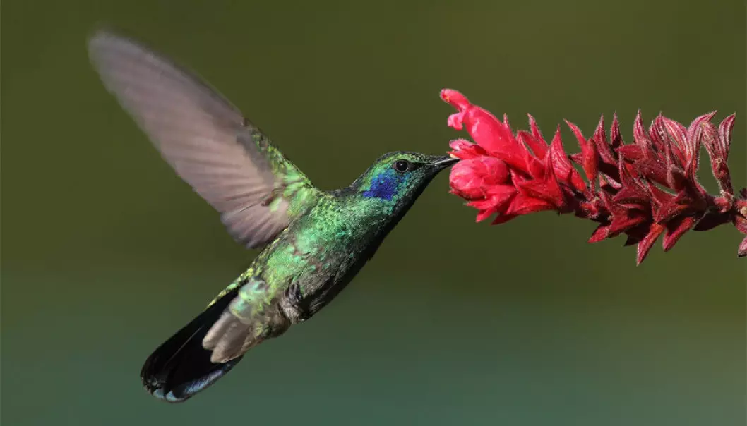 Kolibrier kan fly nesten uten oksygen