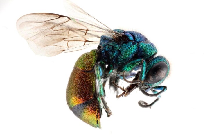 Gullvepsen, eller Pseudospinolia neglecta. (Foto: Jacopo Werther/Wikimedia commens) Gullvepsen, eller Pseudospinolia neglecta. (Foto: Jacopo Werther/Wikimedia commens)
