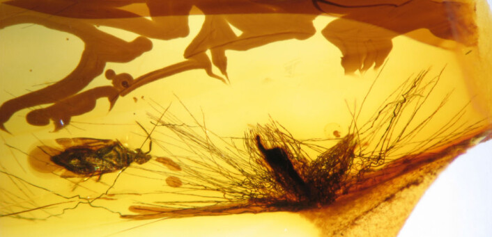 Tverrsnitt av ei fjær sammen med et lite insekt. Strukturen på fjæra kan sammenlignes med en del moderne fugler. (Foto: Science/AAAS) Tverrsnitt av ei fjær sammen med et lite insekt. Strukturen på fjæra kan sammenlignes med en del moderne fugler. (Foto: Science/AAAS)