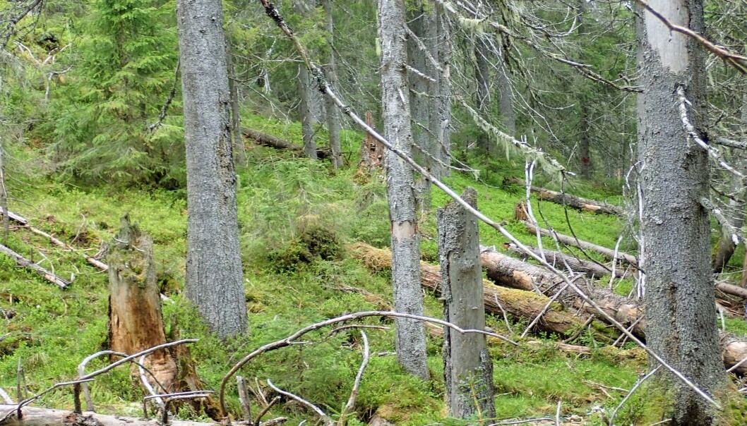 Gammel granskog med død ved i flere nedbrytningklasser og granforyngelse i lysninger. Gammel granskog med død ved i flere nedbrytningklasser og granforyngelse i lysninger.