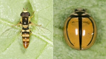 Blomsterflua (Ischiodon aegyptius) og marihøna (Cheilomenes propinqua) er to av bladlusenes viktigste naturlige fiender i Benin. (Foto: Arnstein Staverløkk) Blomsterflua (Ischiodon aegyptius) og marihøna (Cheilomenes propinqua) er to av bladlusenes viktigste naturlige fiender i Benin. (Foto: Arnstein Staverløkk)