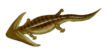 Diplocaulus sitt hode kan ha gjort dyret til en bedre svømmer, og det kan ha vært supersexy for Diplocauluser av det andre kjønn. Begge deler kan være forklaring på utviklingen av hodeformen. (Foto: (Illustrasjon: Nobu Tamura)) Diplocaulus sitt hode kan ha gjort dyret til en bedre svømmer, og det kan ha vært supersexy for Diplocauluser av det andre kjønn. Begge deler kan være forklaring på utviklingen av hodeformen. (Foto: (Illustrasjon: Nobu Tamura))