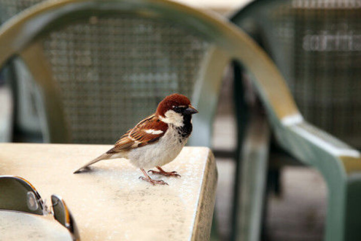 Gråspurv håper på en matbit på kafé. (Illustrasjonsfoto: colourbox.no)