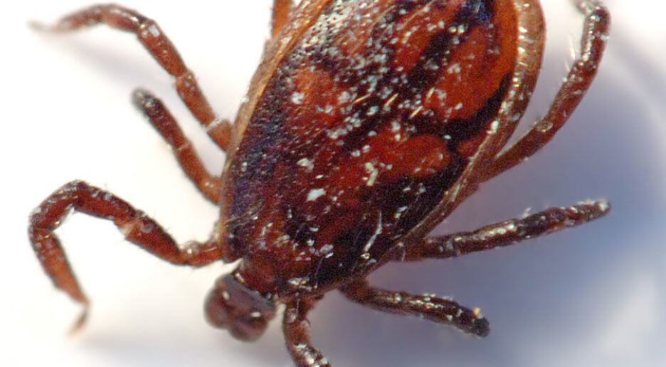 Klimaendringer gir mer flått