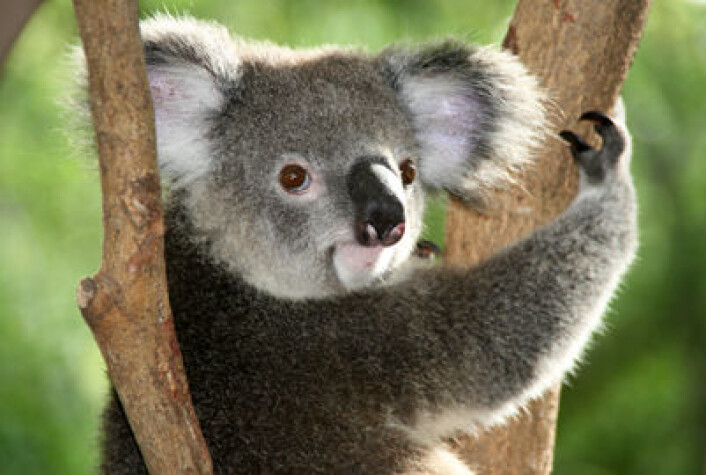 Koalahannens stemme har virkelig en X-faktor. Det er kanskje nødvendig for å tiltrekke hunner når man, som koalaer, er mest kjente for å være søvnige og bruke sine få våkne timer på å knaske eukalyptusblader i australske tretopper. (Foto: Colourbox.com) Koalahannens stemme har virkelig en X-faktor. Det er kanskje nødvendig for å tiltrekke hunner når man, som koalaer, er mest kjente for å være søvnige og bruke sine få våkne timer på å knaske eukalyptusblader i australske tretopper. (Foto: Colourbox.com)