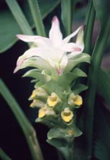 "Blomsten på gurkemeieplanten Curcuma longa." "Blomsten på gurkemeieplanten Curcuma longa."