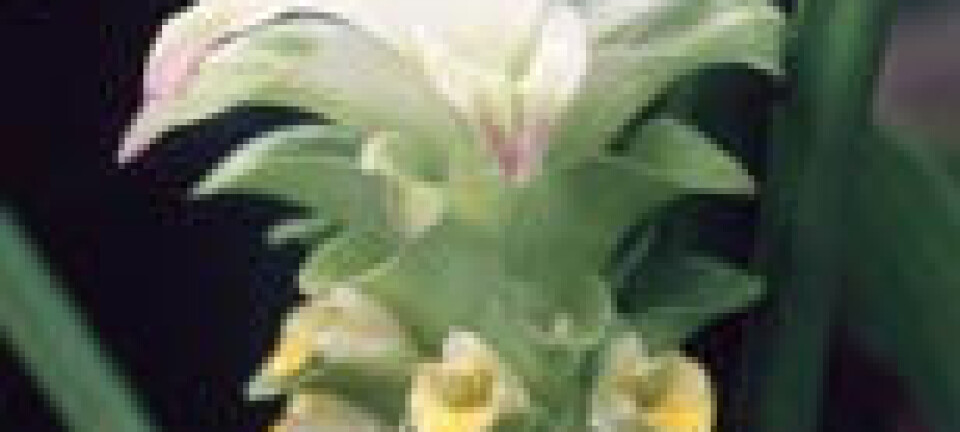 "Blomsten på gurkemeieplanten Curcuma longa."