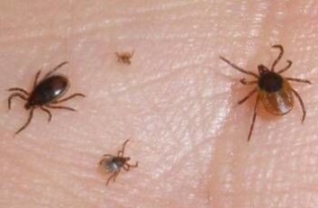 Skogflåtten har tre stadier etter at den klekkes fra egget: larve - nymfe - voksen hann (svart) eller hunn (svart og rød). (Foto: Vivian Kjelland) Skogflåtten har tre stadier etter at den klekkes fra egget: larve - nymfe - voksen hann (svart) eller hunn (svart og rød). (Foto: Vivian Kjelland)