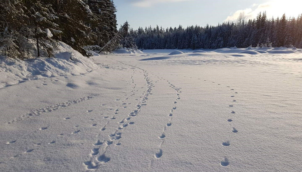Sju ulver vandret på elveisen på Varåa i Trysil kommune i starten av februar. Sju ulver vandret på elveisen på Varåa i Trysil kommune i starten av februar.