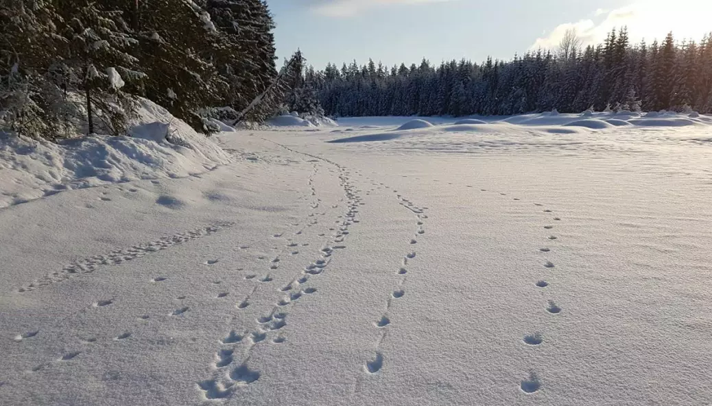 Sju ulver vandret på elveisen på Varåa i Trysil kommune i starten av februar.