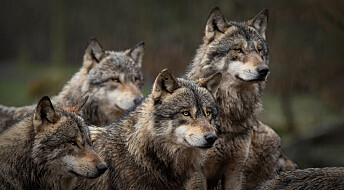 Forskere har påvist 94–98 ulver så langt i vinter