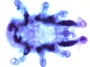 Rød hønsemidd (Dermanyssus gallinae) på nymfestadiet. (Foto: Øivind Øines, Veterinærinstituttet) Rød hønsemidd (Dermanyssus gallinae) på nymfestadiet. (Foto: Øivind Øines, Veterinærinstituttet)