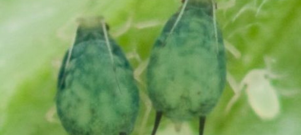 Agurkbladlus (Aphis gossypii) er den vanligste bladlusa på grønnsaker i Benin. Her sees to voksne individer sammen med flere nymfer. Arnstein Staverløkk