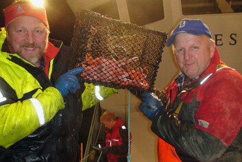 Prosjektleder Kjell Ø. Midling og skipper August Fjeldsgård viser stolt frem krepseteine med 13 store kreps. På dette toktet var gjennomsnittsfangsten hele 750 gram per teine. (Foto: Nofima) Prosjektleder Kjell Ø. Midling og skipper August Fjeldsgård viser stolt frem krepseteine med 13 store kreps. På dette toktet var gjennomsnittsfangsten hele 750 gram per teine. (Foto: Nofima)