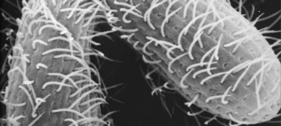 Tetrahymena, to individer som parer seg. The ASSET (Advancing Secondary Science Education wiht Tetrahymena) Program at Cornell University