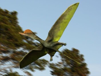 Flygeøglen Darwinopterus modularis er en av de få utdøde artene vi har funnet så mange eksemplarer av at vi kan være sikker på at den ble utsatt for seksuell seleksjon. Dette er en hann-Dawinopterus, med den karakteristiske hodepryden. (Foto: (Illustrasjon: Nobu Tamura)) Flygeøglen Darwinopterus modularis er en av de få utdøde artene vi har funnet så mange eksemplarer av at vi kan være sikker på at den ble utsatt for seksuell seleksjon. Dette er en hann-Dawinopterus, med den karakteristiske hodepryden. (Foto: (Illustrasjon: Nobu Tamura))