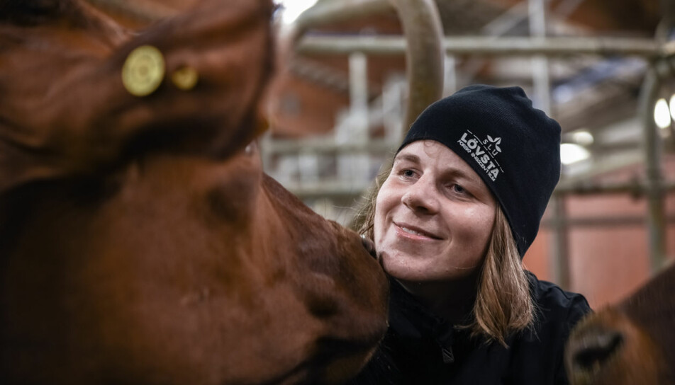 Å beite i det fri er ansett som god dyrevelferd, også for melkekyr. Haldis Kismul har undersøkt praksisen på hundrevis av melkegårder.