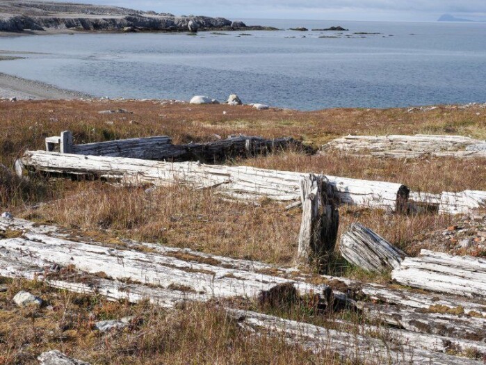 Svært nedbrutt treverk i de fredete restene etter den russiske fangststasjonen i Russekeila på Svalbard. Ikke lett å forstå at dette er et fredet kulturminne. Svært nedbrutt treverk i de fredete restene etter den russiske fangststasjonen i Russekeila på Svalbard. Ikke lett å forstå at dette er et fredet kulturminne.