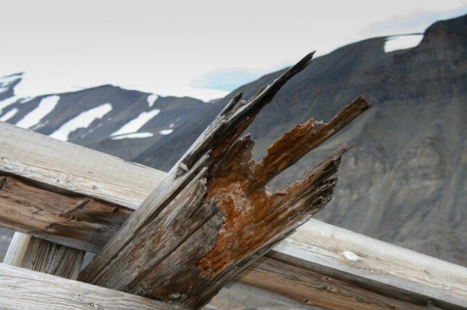 Råteskadet taubanebukk i Longyearbyen. Denne falt overende i et snøras, men den egentlige årsaken var sterk råteskade i alle fire bena til bukken. Råteskadet taubanebukk i Longyearbyen. Denne falt overende i et snøras, men den egentlige årsaken var sterk råteskade i alle fire bena til bukken.