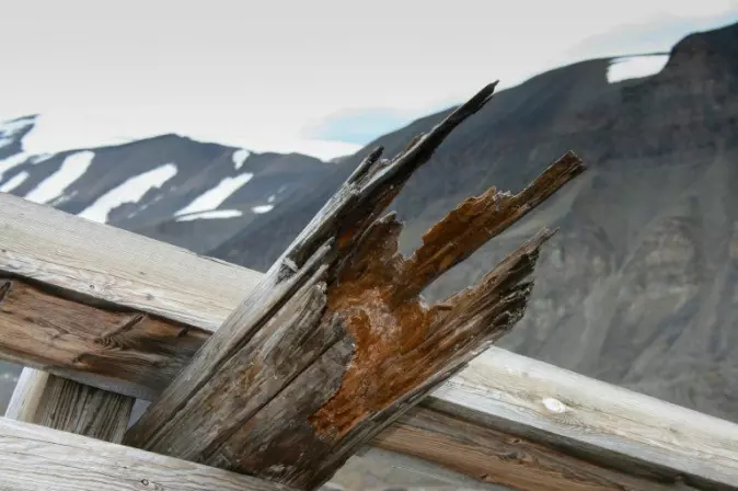 Råteskadet taubanebukk i Longyearbyen. Denne falt overende i et snøras, men den egentlige årsaken var sterk råteskade i alle fire bena til bukken.