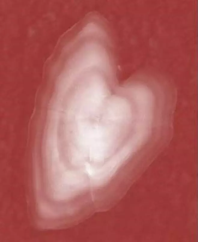 Dette nydelige hjertet er faktisk en ørestein, eller en såkalt otolitt, fra en leppefisk.