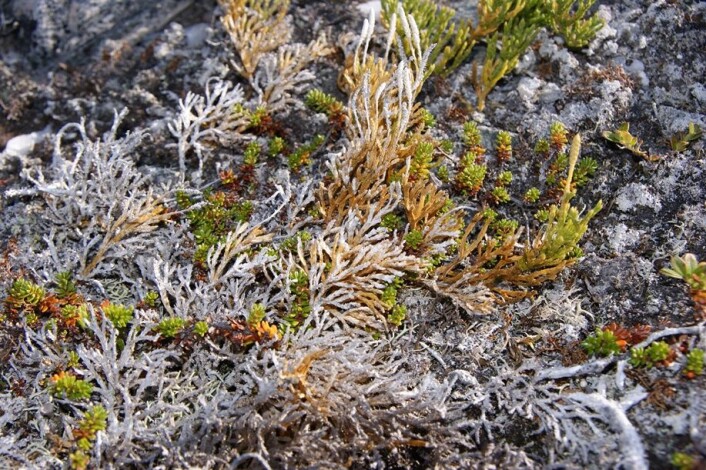 Denne kråkefotplanten (Fjelljamne) døde av frosttørke etter varmeperiode på vinteren på Kvaløya 2012. (Foto: Jarle W. Bjerke) Denne kråkefotplanten (Fjelljamne) døde av frosttørke etter varmeperiode på vinteren på Kvaløya 2012. (Foto: Jarle W. Bjerke)