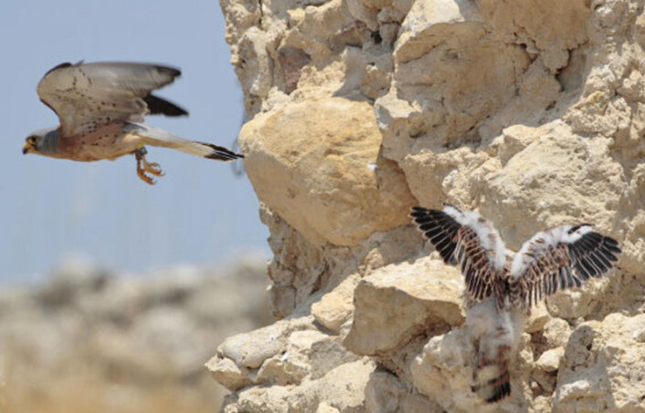 Rødfalk på Sicilia (bildet) nyter godt av naboer med kråkenebb. (Foto: Maurizio Sarà) Rødfalk på Sicilia (bildet) nyter godt av naboer med kråkenebb. (Foto: Maurizio Sarà)