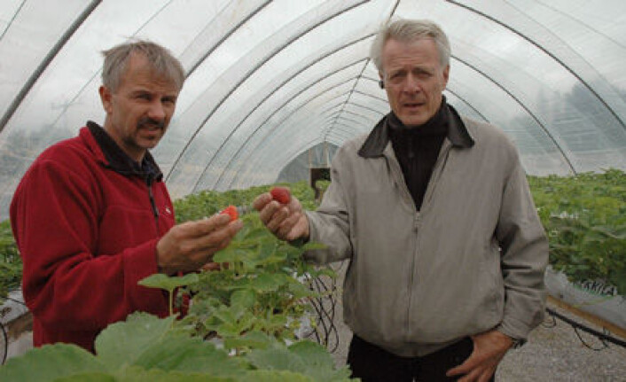 "Jordbær i plasttunnel dyrker Morten Gustad og forsker Rolf Nestby" "Jordbær i plasttunnel dyrker Morten Gustad og forsker Rolf Nestby"