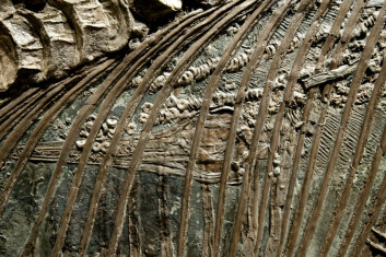 Denne fiskeøglen, av arten Stenopterygius Quadriscissus, ble funnet med et ufødt foster bevart i magen. Sjelden er forskerne så heldige, og ofte er fortidsdyras kjønn et uløselig mysterium. (Foto: Istockphoto) Denne fiskeøglen, av arten Stenopterygius Quadriscissus, ble funnet med et ufødt foster bevart i magen. Sjelden er forskerne så heldige, og ofte er fortidsdyras kjønn et uløselig mysterium. (Foto: Istockphoto)