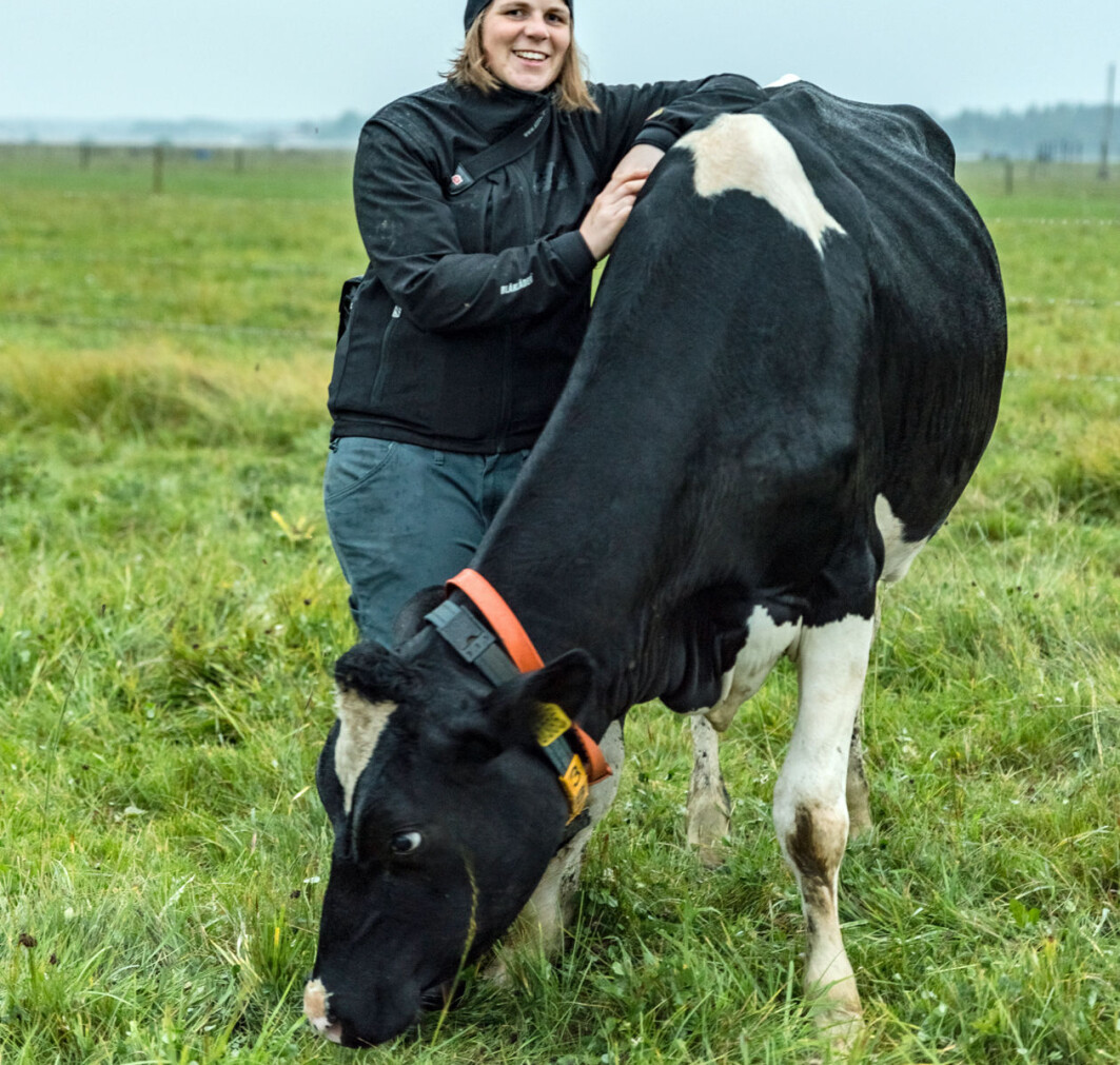 Melkekyr leverer ikke mindre melk selv om de slippes på beite, viser forskningen til Haldis Kismul. Melkekyr leverer ikke mindre melk selv om de slippes på beite, viser forskningen til Haldis Kismul.