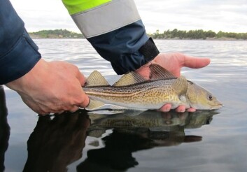 Svært mykje av torsken som fisketuristane får, hamnar tilbake i sjøen. (Foto: Martin Wiers) Svært mykje av torsken som fisketuristane får, hamnar tilbake i sjøen. (Foto: Martin Wiers)