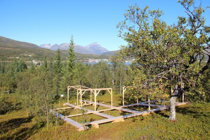 Vegetasjonen i disse rammene på Håkøya vil bli eksponert for både varmeperioder om vinteren og nitrogenforurensning om sommeren. (Foto: Stef Bokhorst) Vegetasjonen i disse rammene på Håkøya vil bli eksponert for både varmeperioder om vinteren og nitrogenforurensning om sommeren. (Foto: Stef Bokhorst)