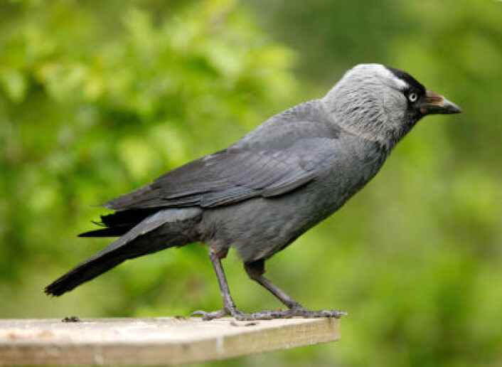 Kaie (bildet) og falk er ikke som hauk og due. De to artene kan tvert imot samarbeide om å passe hverandres reir i blandede kolonier. (Foto: iStockphoto) Kaie (bildet) og falk er ikke som hauk og due. De to artene kan tvert imot samarbeide om å passe hverandres reir i blandede kolonier. (Foto: iStockphoto)