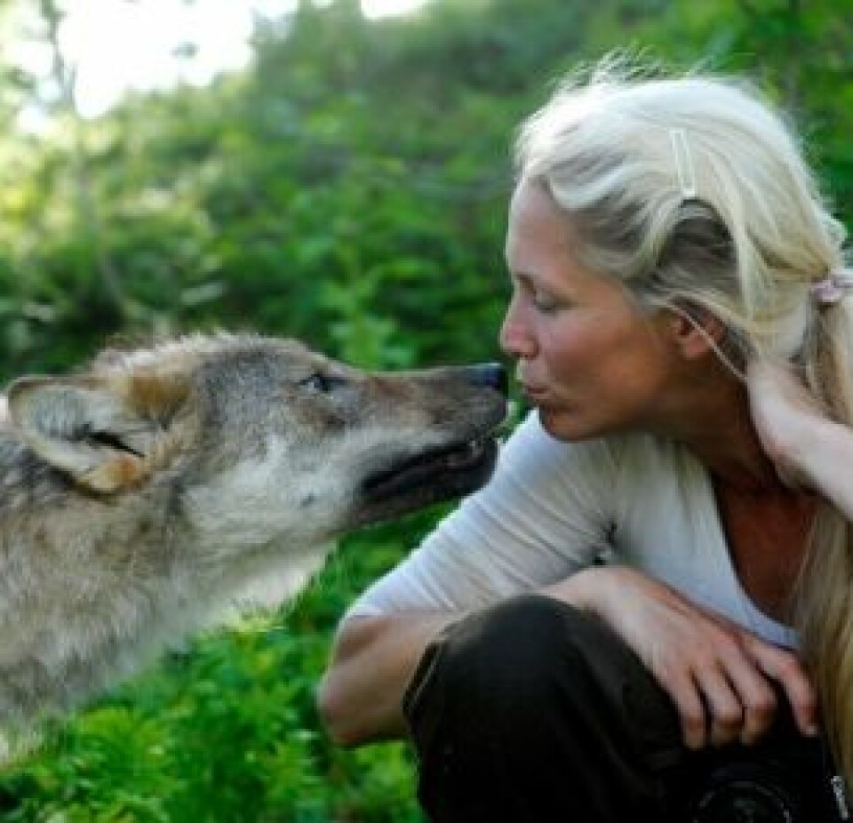 Tess Erngren her med en av ulvene fra Polar Zoo. (Foto: Privat)