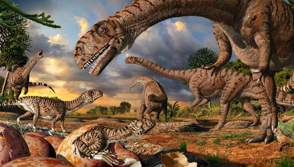 Slik kan det ha sett ut i rugekassa til massospondylus-dinosaurene, som levde for 190 millioner år siden.  (Illustrasjon: Julius Csotonyi)