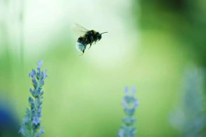 En bie på målrettet jakt med luktesansen som hjelpemiddel. (Foto: Colourbox)