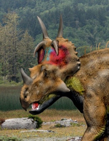 De forskjellige ceratopsia-dinosaurene, her representert ved Spinops sternbergorum, utviklet seg voldsomt fra barneårene til voksen alder. Horn og plater og pynt ble større og mer prangende etter hvert som dyra ble kjønnsmodne. (Foto: (Illustrasjon: Nobu Tamura)) De forskjellige ceratopsia-dinosaurene, her representert ved Spinops sternbergorum, utviklet seg voldsomt fra barneårene til voksen alder. Horn og plater og pynt ble større og mer prangende etter hvert som dyra ble kjønnsmodne. (Foto: (Illustrasjon: Nobu Tamura))