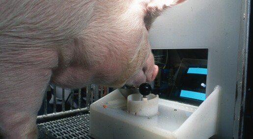 Amerikanske griser fikk prøve dataspill. Eksperimentet skal bidra til bedre dyrevelferd