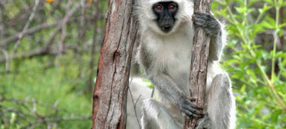 Verveteape. Fretau et. al.: 'Vervet Monkeys Solve a...' i Current Biology 2013