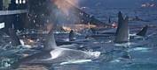 Utsetter vi hvalen for stadig nye farer langs norskekysten?