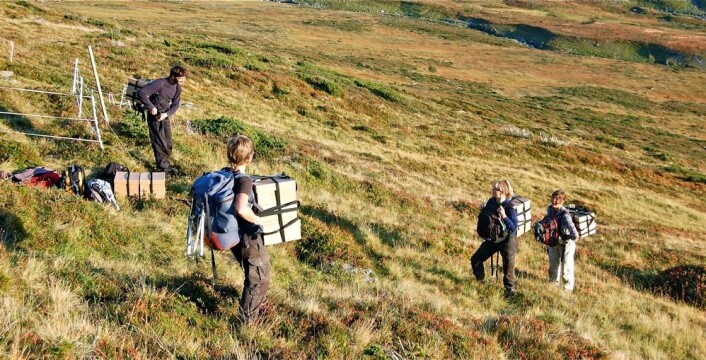 Forskerne tok med seg flere hundre økosystemer og flyttet dem. Hvert av økosystemene hadde i gjennomsnitt 21 ulike plantearter. (Foto: Vigdis Vandvik) Forskerne tok med seg flere hundre økosystemer og flyttet dem. Hvert av økosystemene hadde i gjennomsnitt 21 ulike plantearter. (Foto: Vigdis Vandvik)