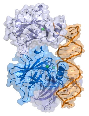 p53 er et protein som holder tilbake svulster, og dermed er viktig for å forebygge kreft. Her er det tegnet sammen med DNA. (Foto: (Illustrasjon: Thomas Splettstößer, Wikimedia Commons)) p53 er et protein som holder tilbake svulster, og dermed er viktig for å forebygge kreft. Her er det tegnet sammen med DNA. (Foto: (Illustrasjon: Thomas Splettstößer, Wikimedia Commons))