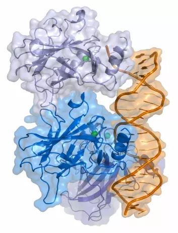 p53 er et protein som holder tilbake svulster, og dermed er viktig for å forebygge kreft. Her er det tegnet sammen med DNA. (Foto: (Illustrasjon: Thomas Splettstößer, Wikimedia Commons))