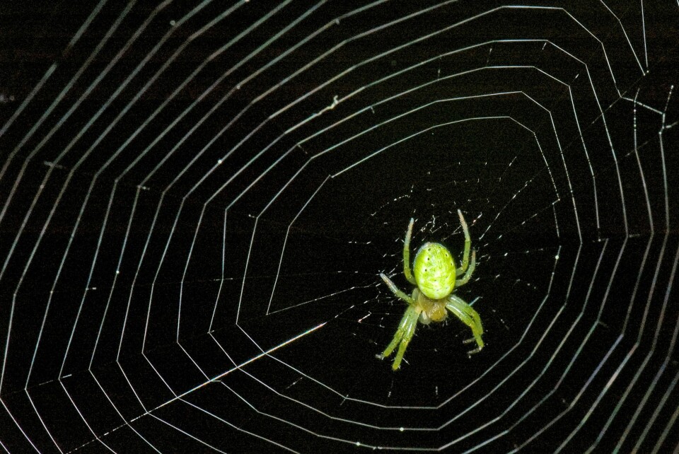 Edderkopper produserer ikke bare nett for å fange byttedyr. De bruker det også som sikkerhetslinje når det er en fare for å falle, eller hvis de vil kaste seg ut i luften. Dessuten spinner noen edderkopper nett over ting de vil oppbevare – som egg og mat. (Foto: Bonsak Hammeraas)