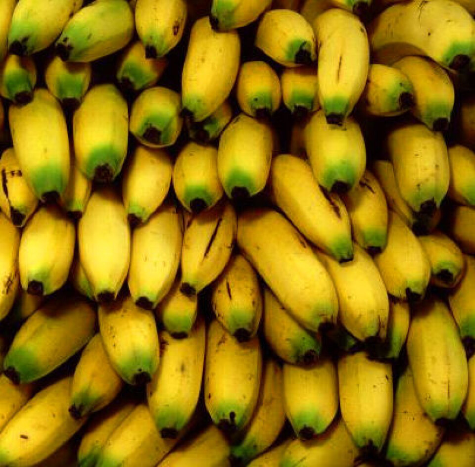 Om ti år kan bananene være borte