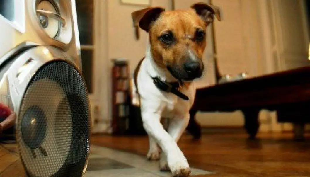 Spør en forsker: Hva synes hunden om musikk?